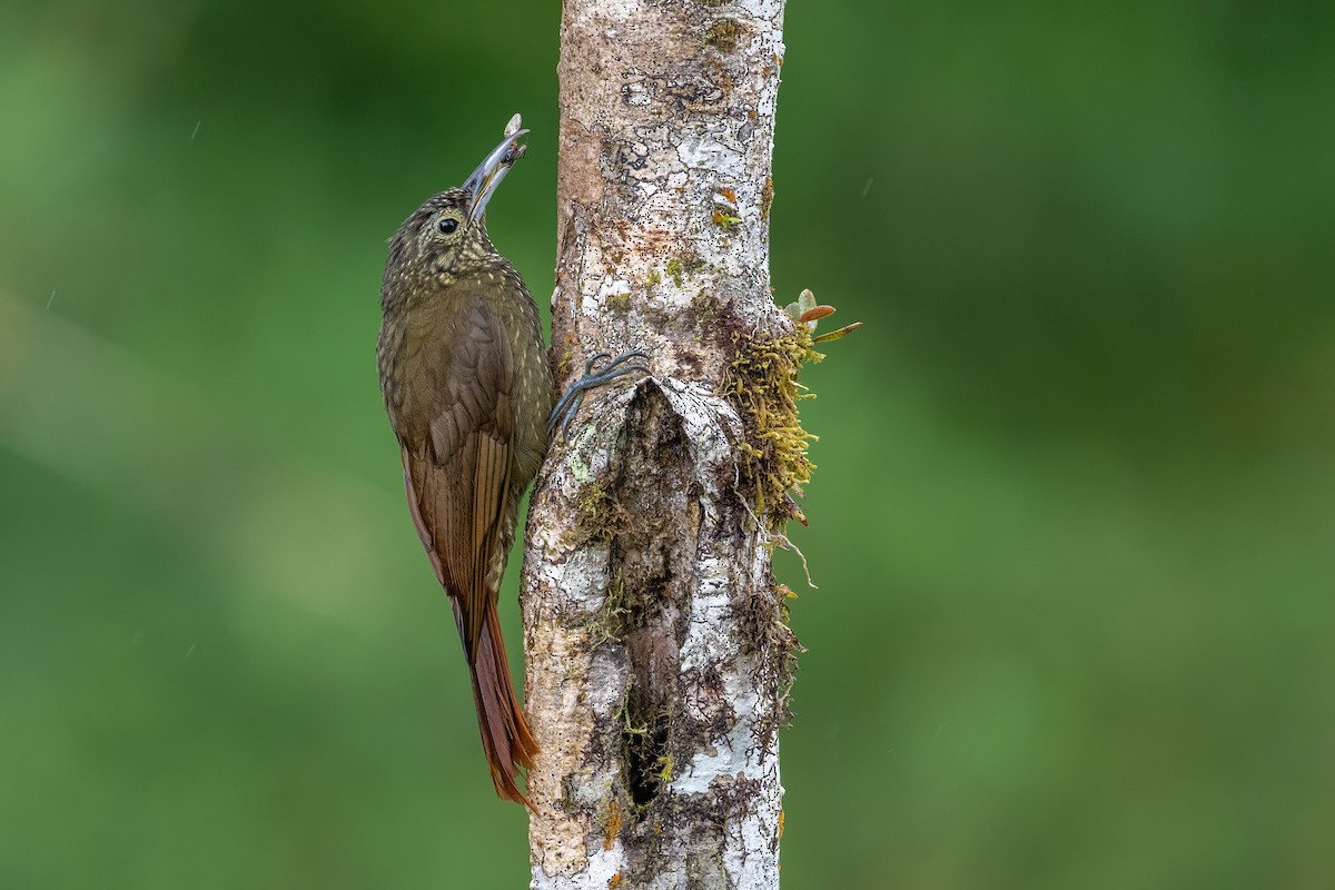 Olive-backed Woodcreeper - ML506982011