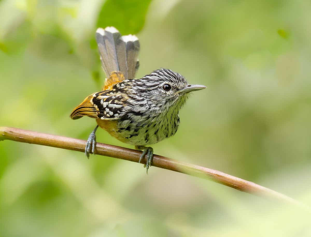 Streak-headed Antbird - Alex Luna