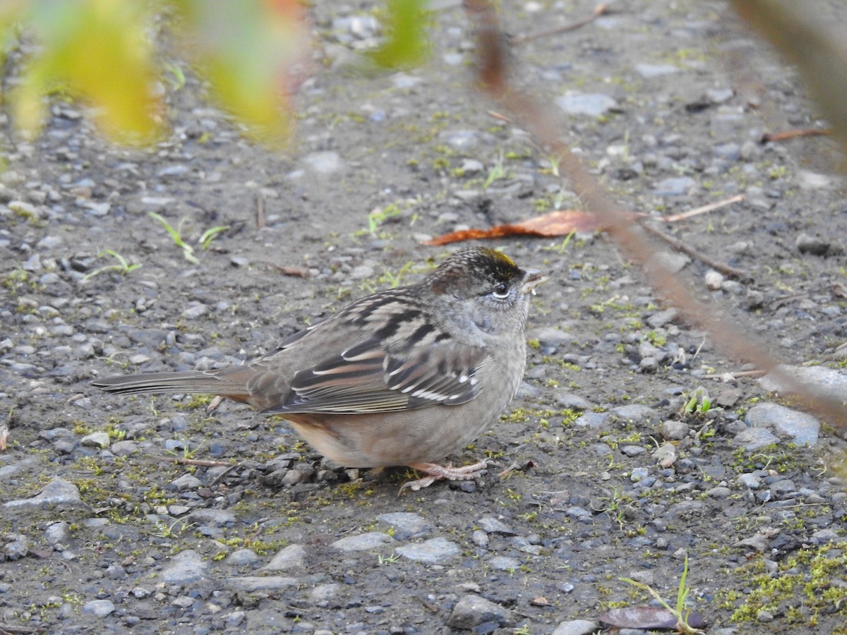 Golden-crowned Sparrow - ML506985841
