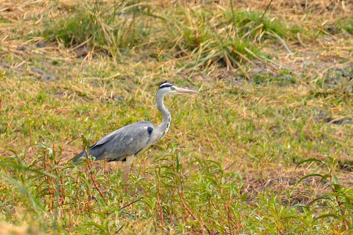 Gray Heron (Gray) - ML506986081