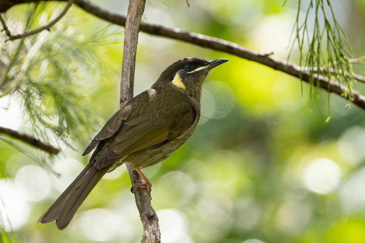 ML506986331 - Lewin's Honeyeater - Macaulay Library