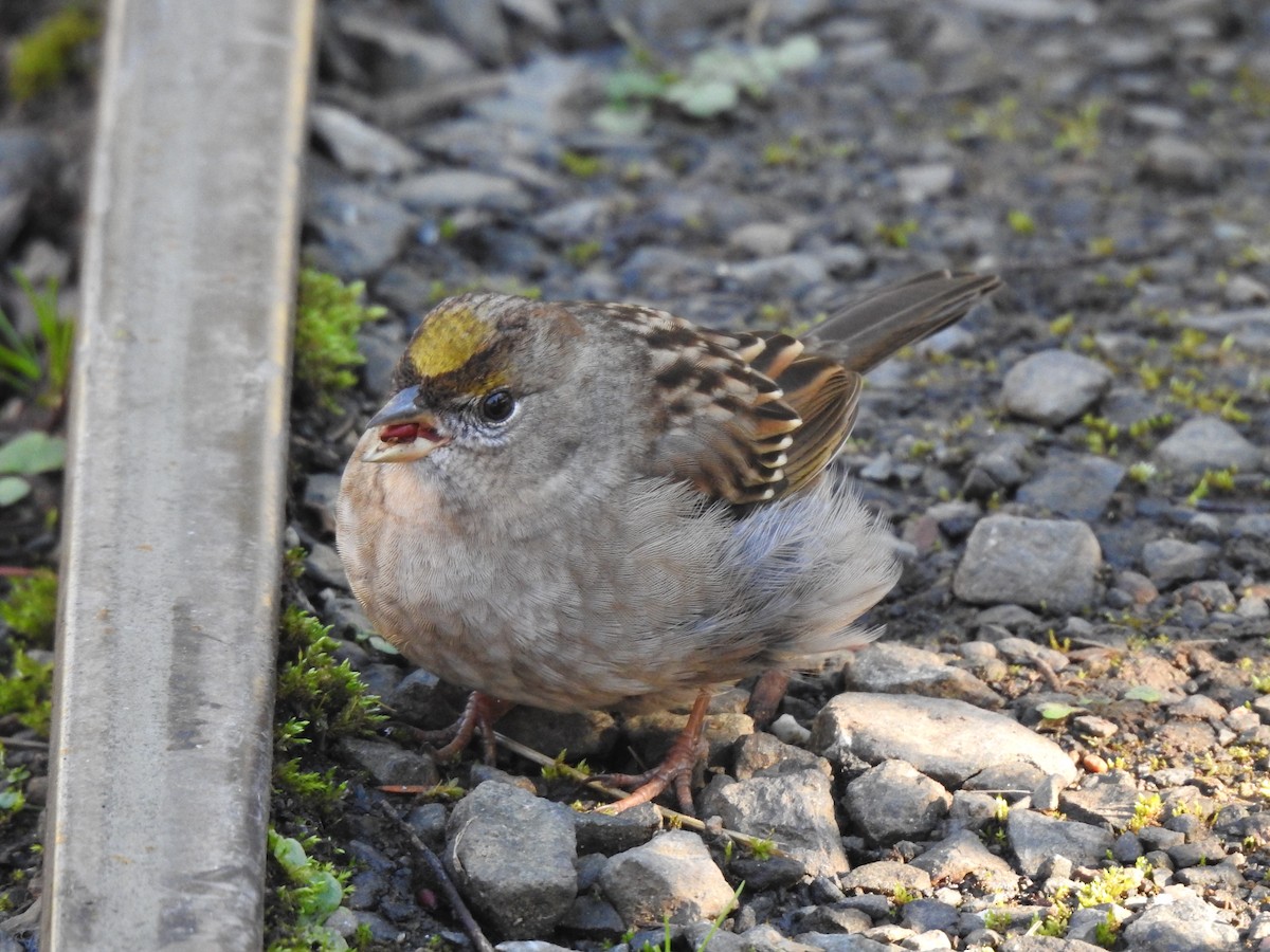 Golden-crowned Sparrow - ML506986451