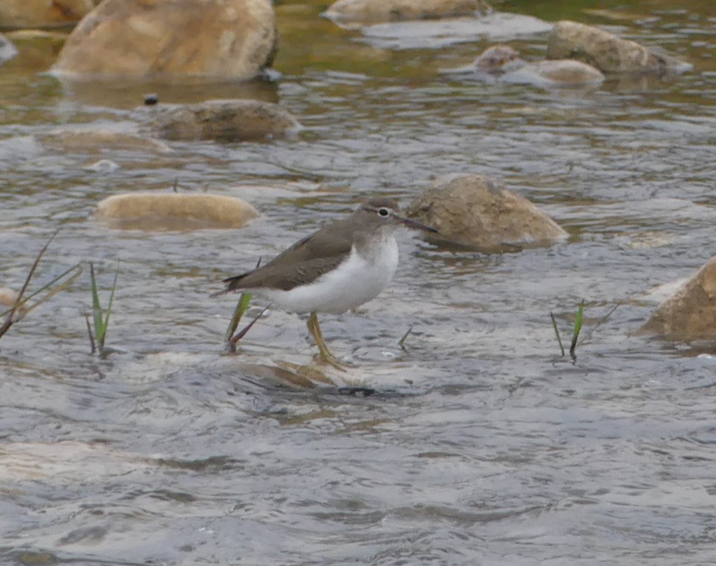 Drosseluferläufer - ML506986701
