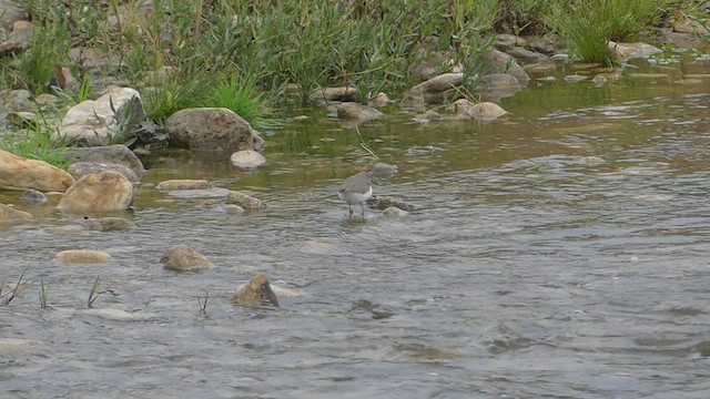 Spotted Sandpiper - ML506986741