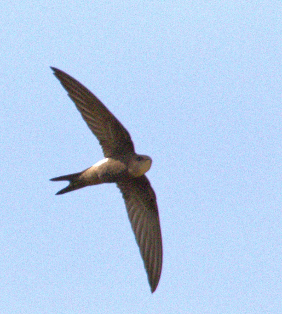 Blyth's Swift - ML506987401