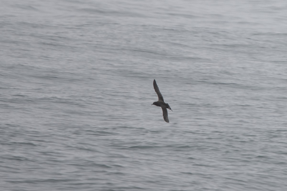 Sooty Shearwater - ML506989301