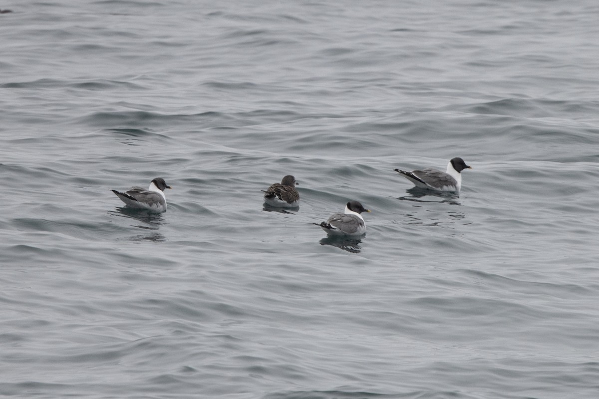 Sabine's Gull - ML506989771