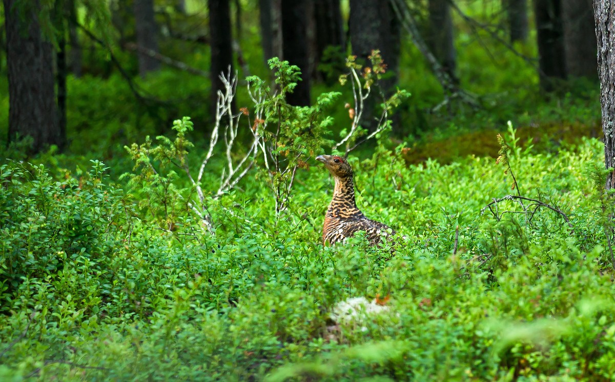 Western Capercaillie - ML506990051