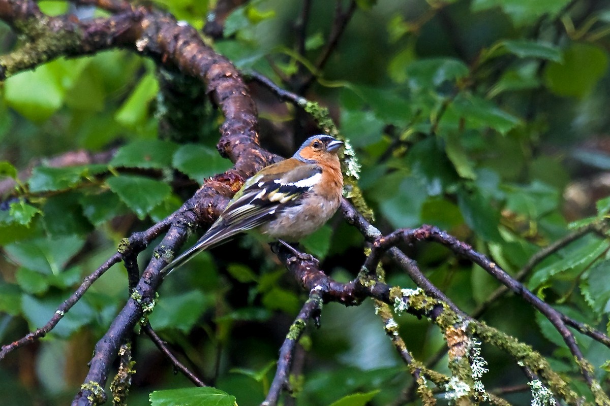 Common Chaffinch - Russell Scott