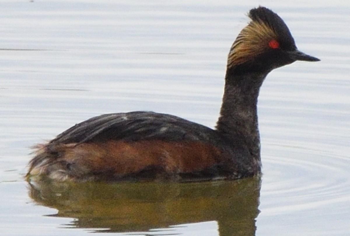 Халтар шунгуур - ML506990281