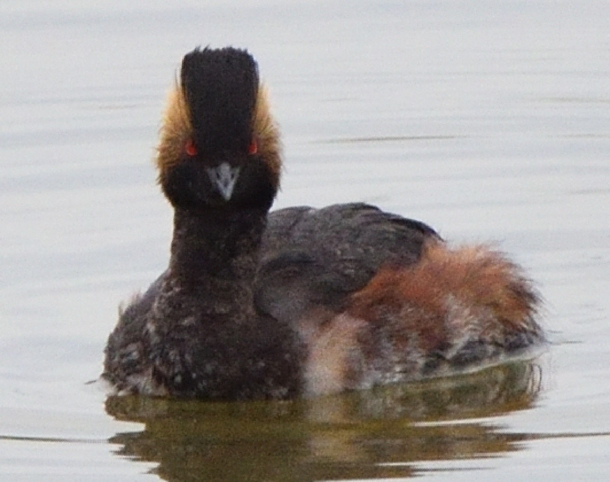 Халтар шунгуур - ML506990291