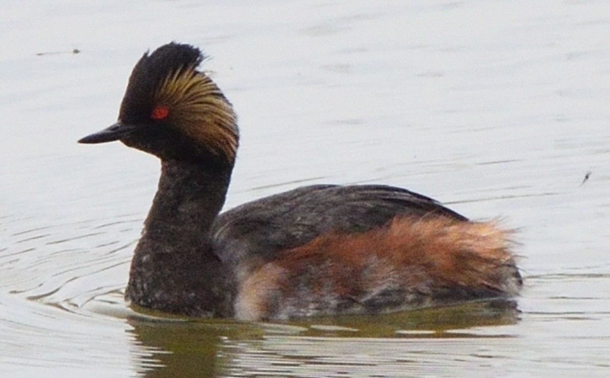 Халтар шунгуур - ML506990381