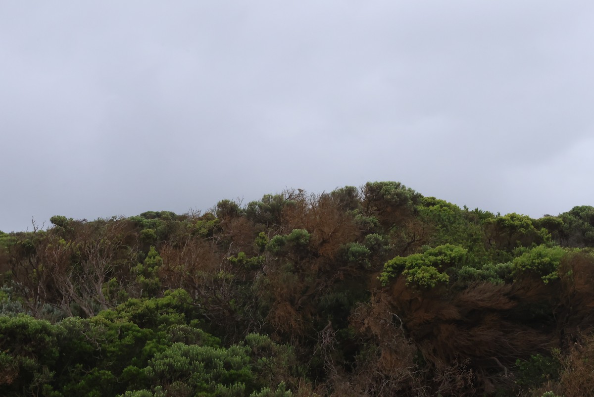 Singing Honeyeater - ML506991241