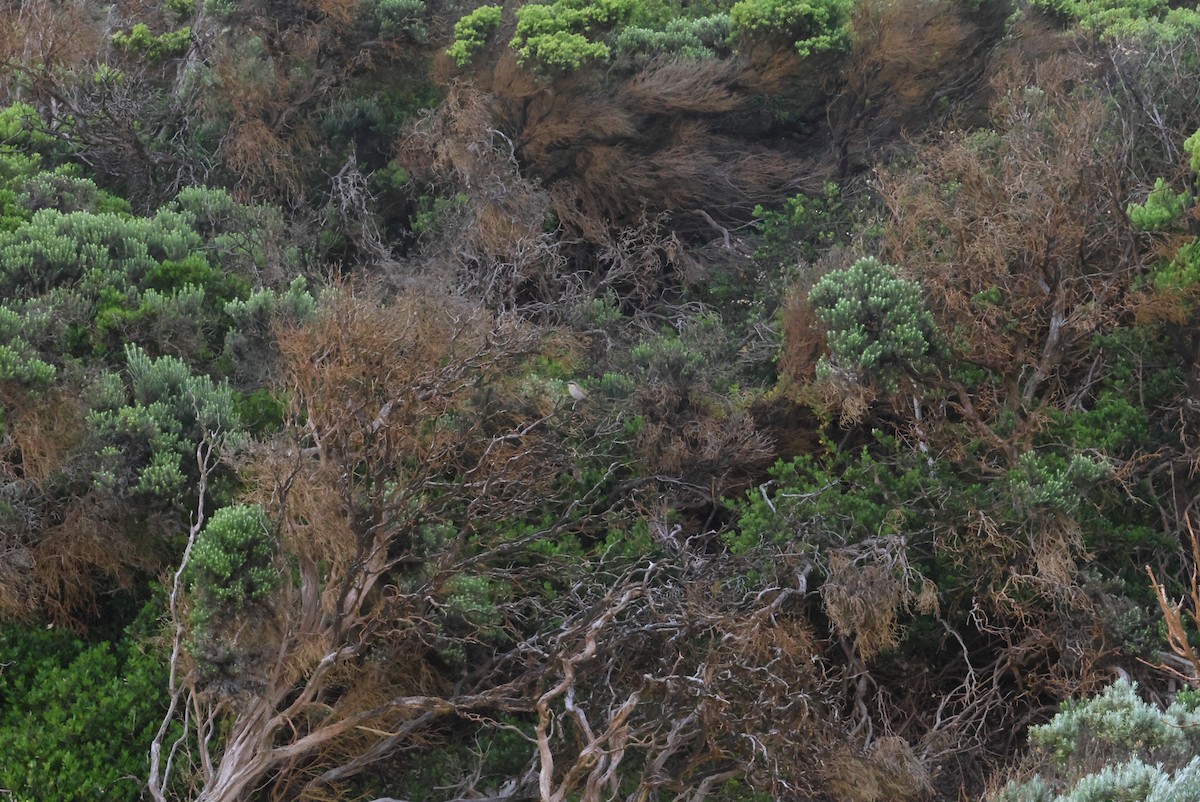 Singing Honeyeater - ML506991281