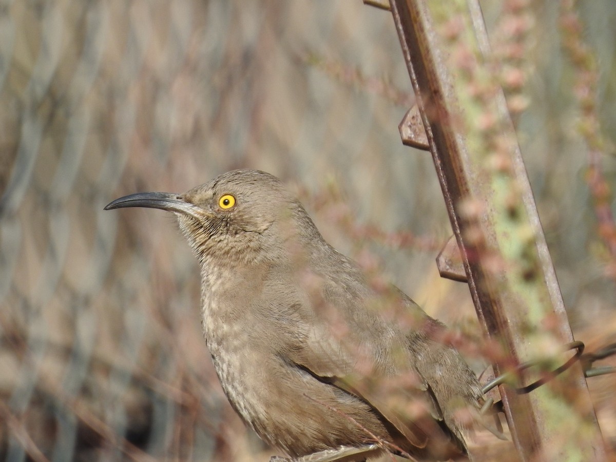 Curve-billed Thrasher - ML506992341