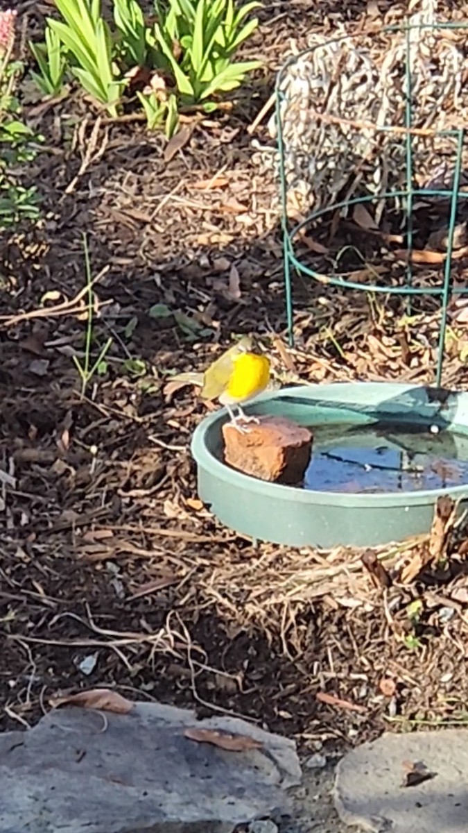 Yellow-breasted Chat - ML506992671