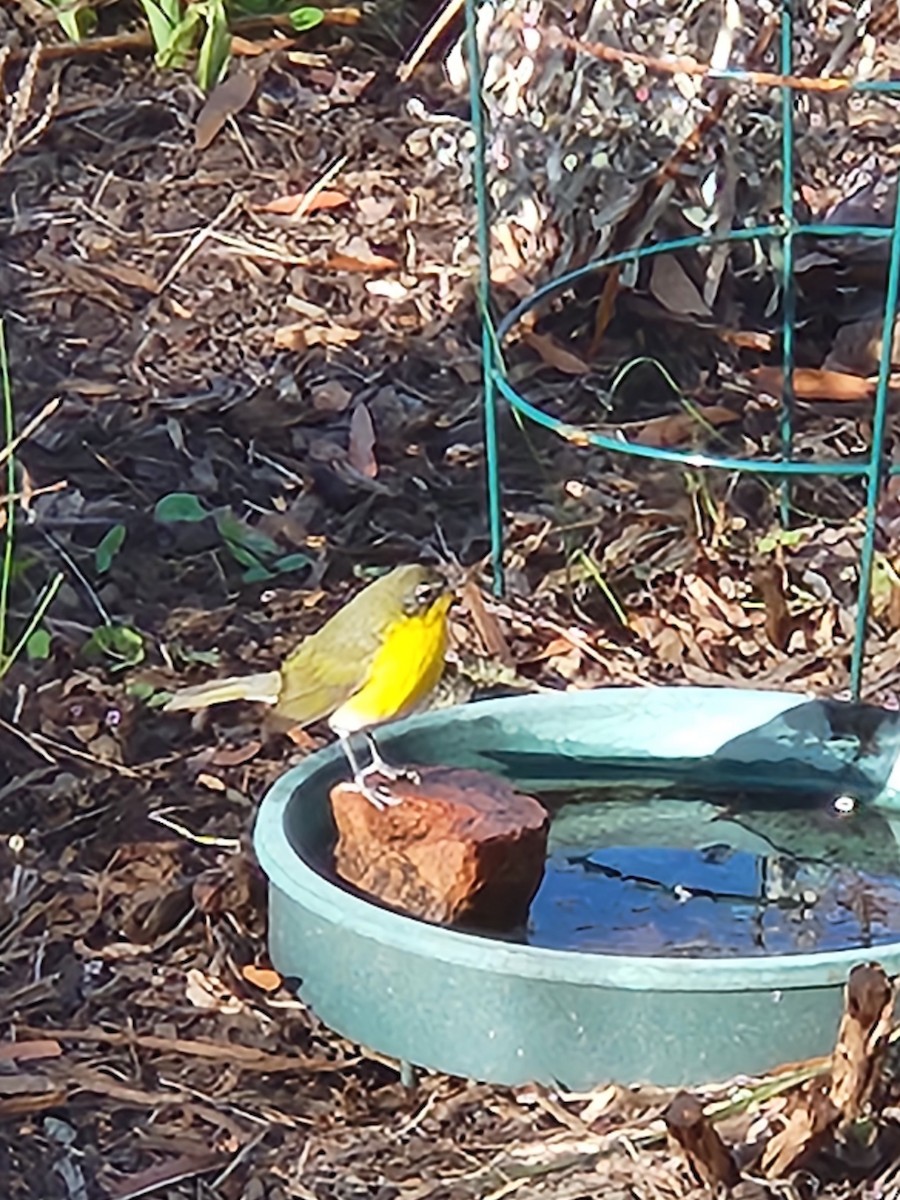 Yellow-breasted Chat - ML506992681