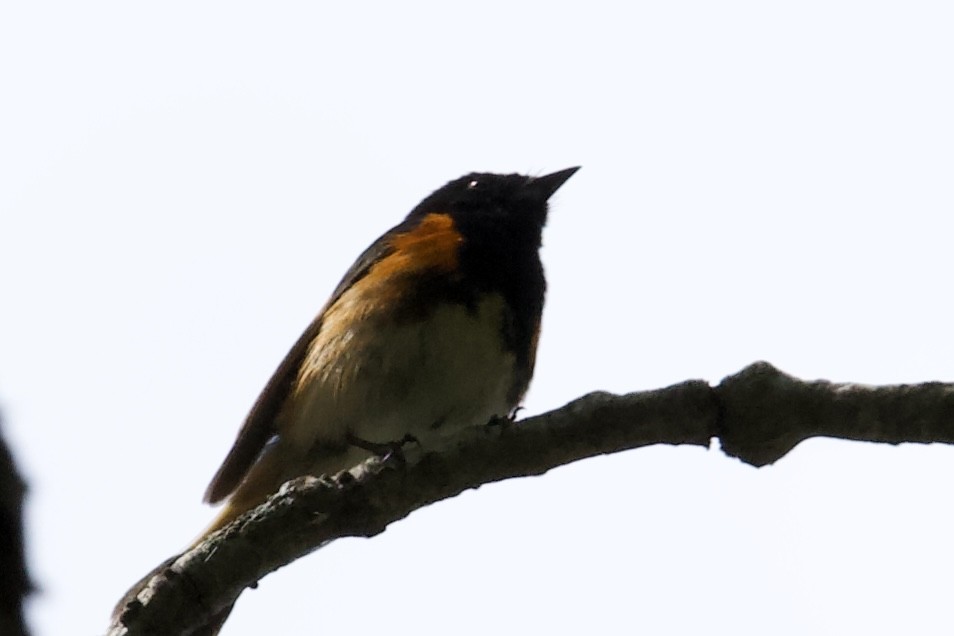 American Redstart - ML506993501