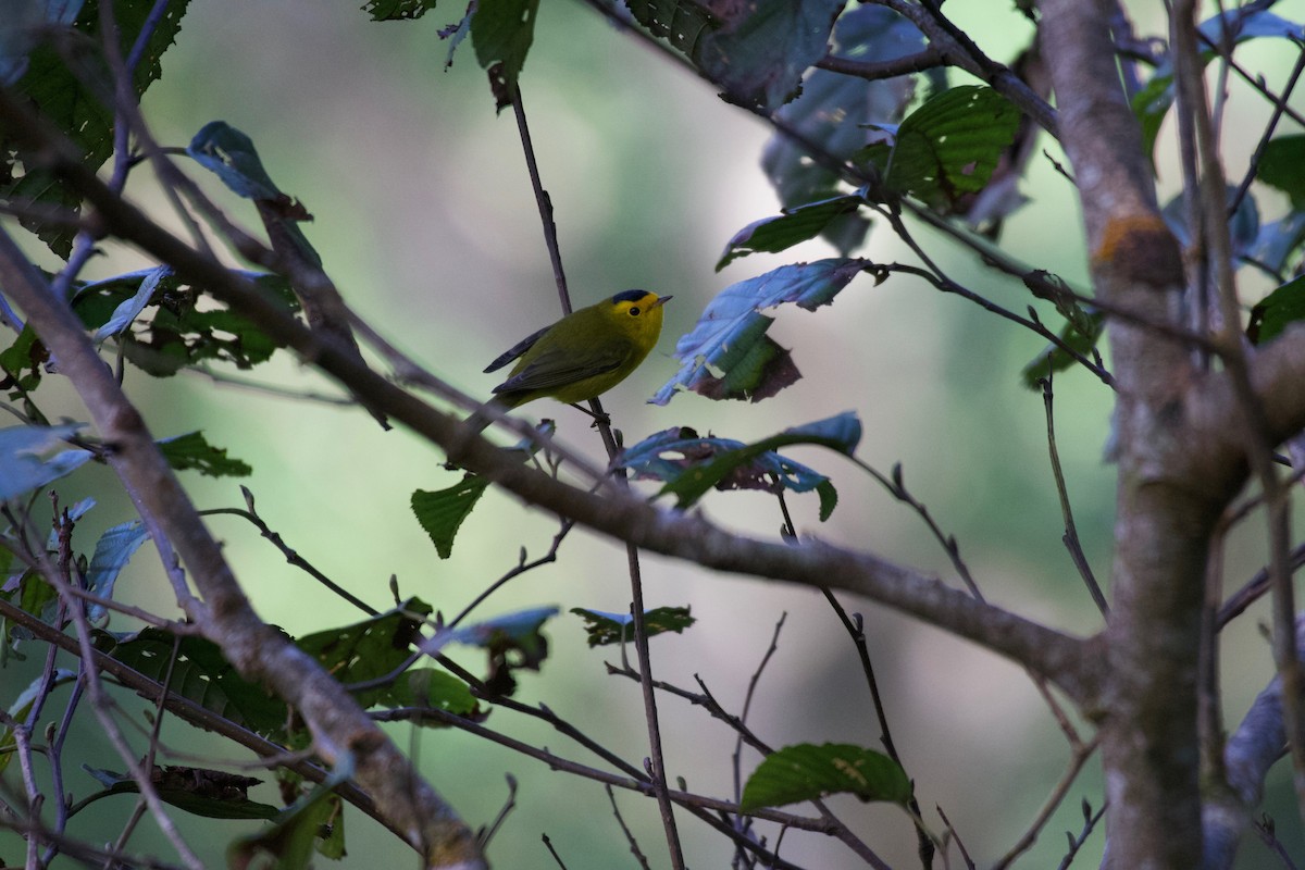 Wilson's Warbler - ML506993831