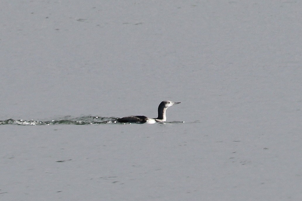 Red-throated Loon - Mark Chavez