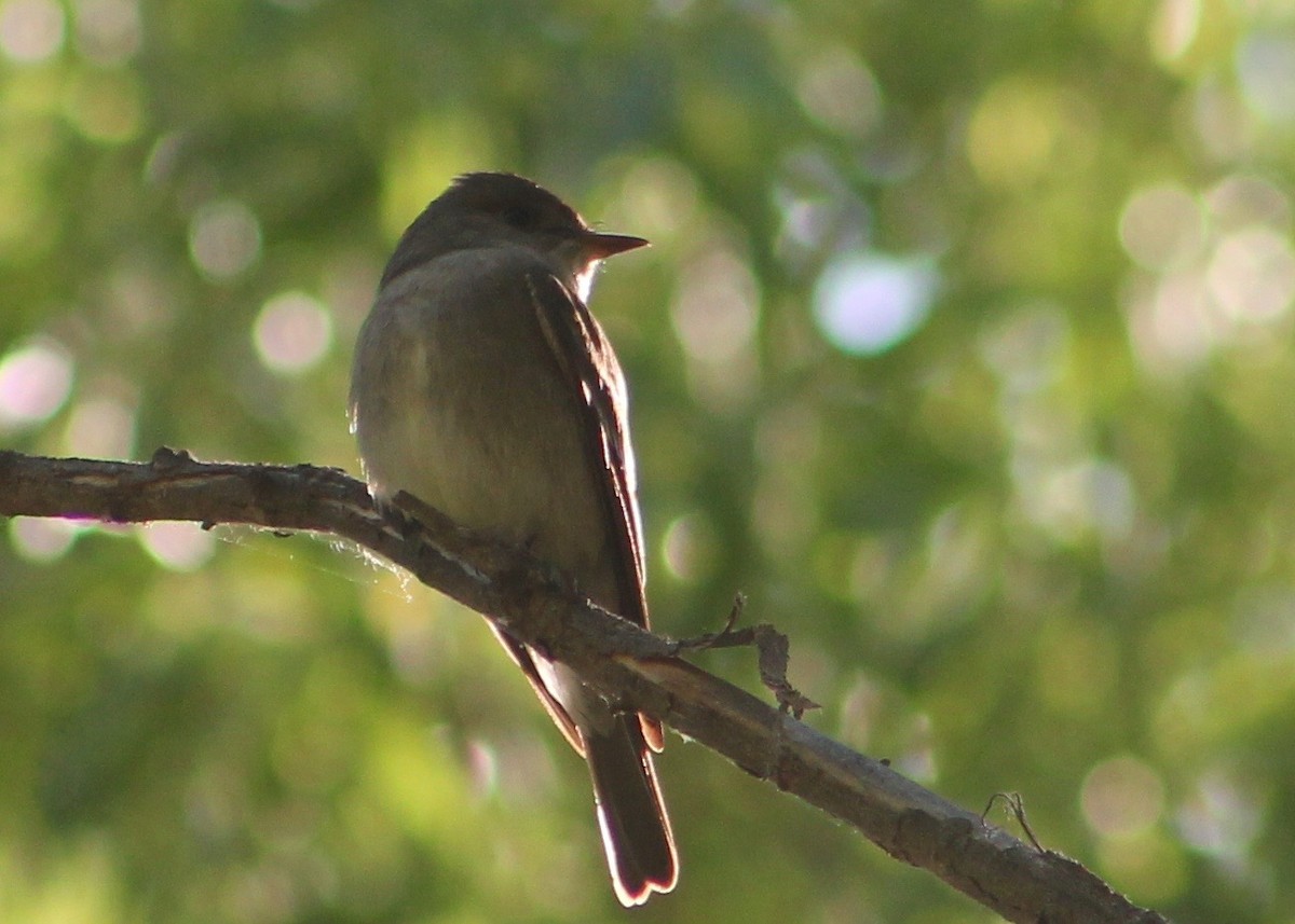 Western Wood-Pewee - ML50699501