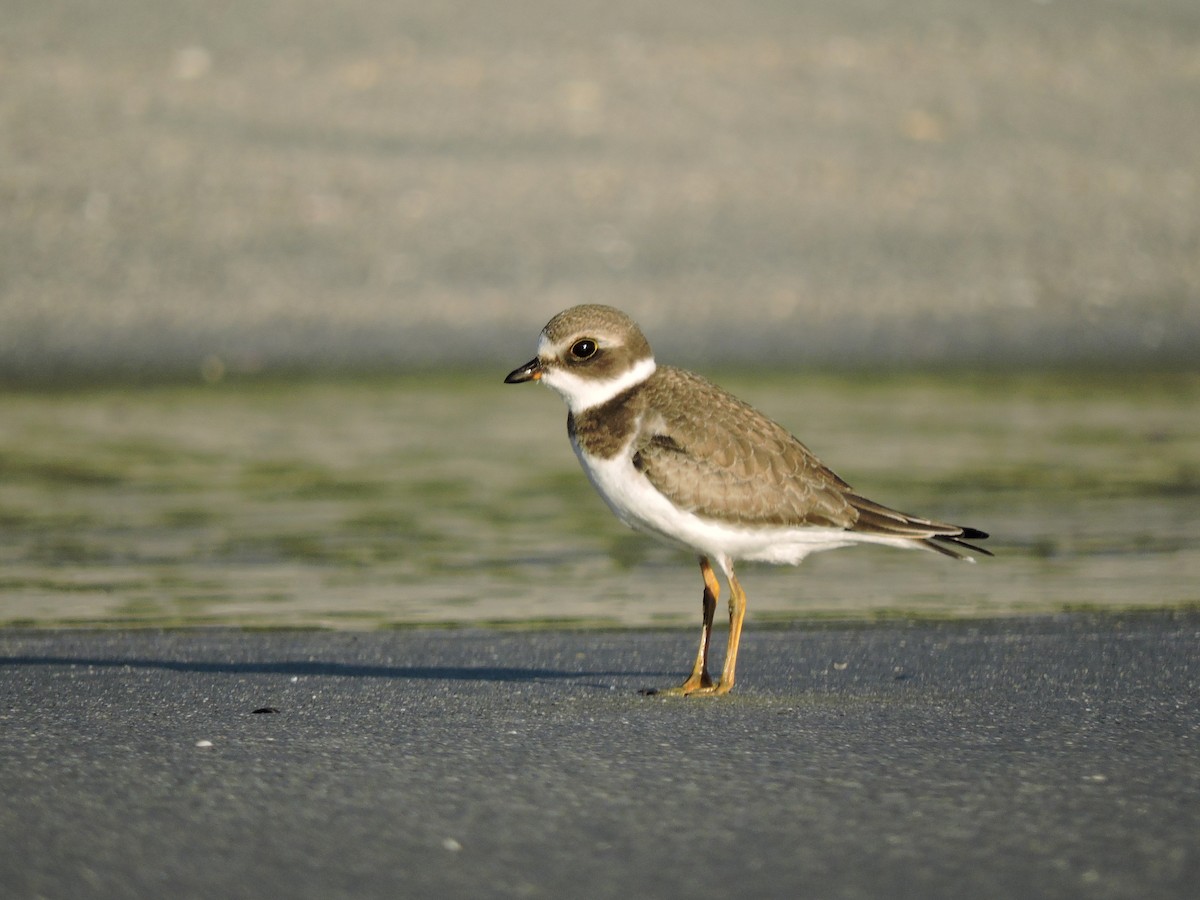 Chorlitejo Semipalmeado - ML506995541