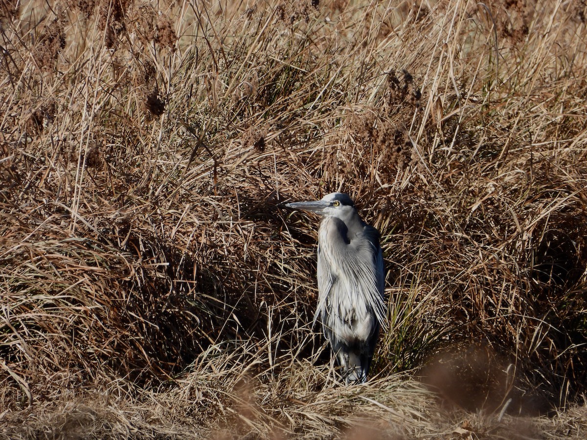 Great Blue Heron - ML506995591