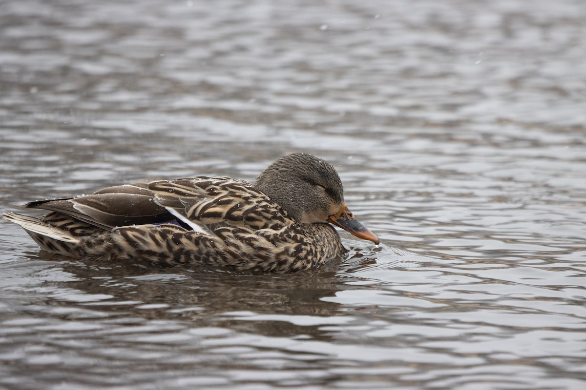 Mallard - Kalpesh Krishna