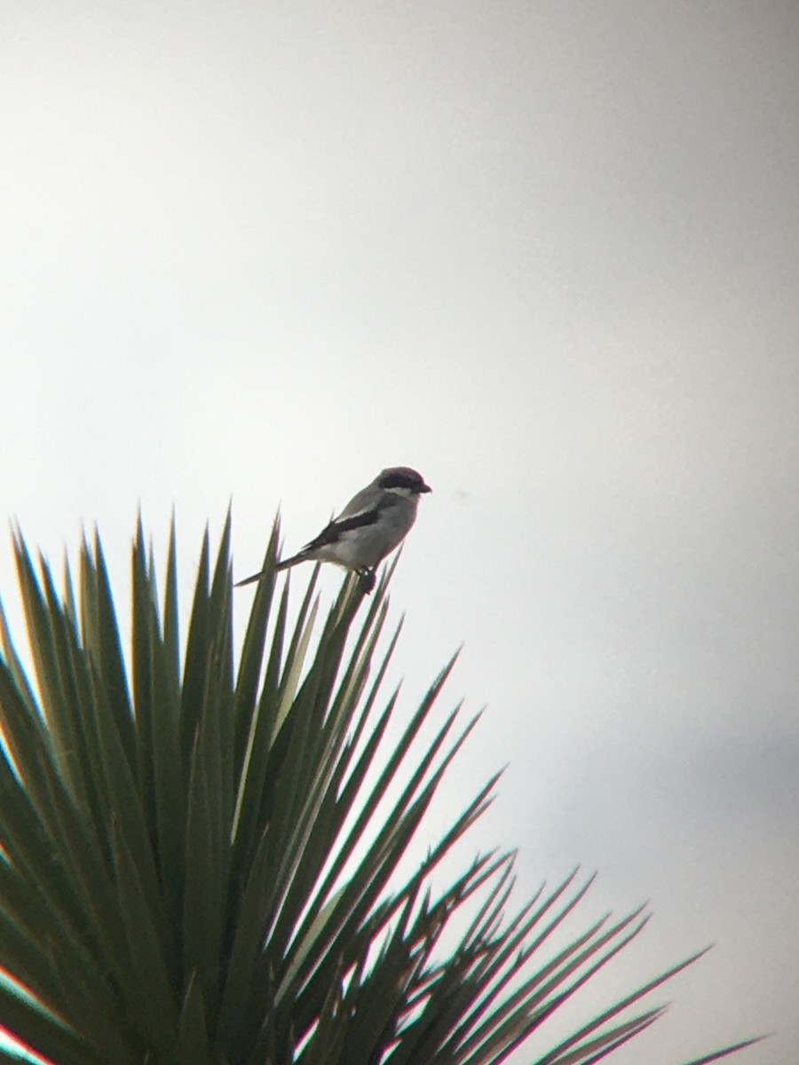 Loggerhead Shrike - ML506996901