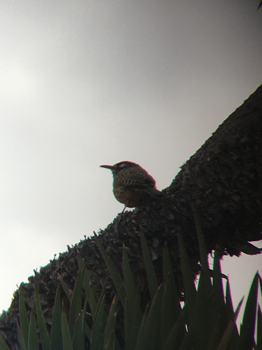 Cactus Wren - ML506996961