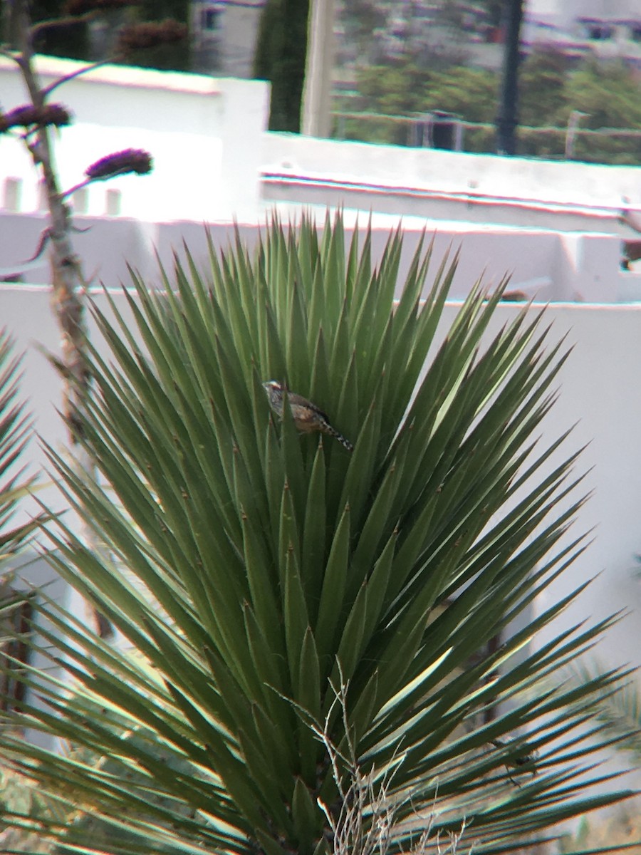 Cactus Wren - ML506996971