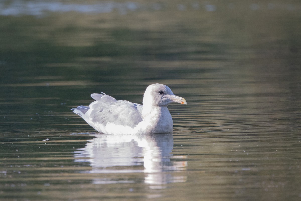 Glaucous-winged Gull - Kalpesh Krishna