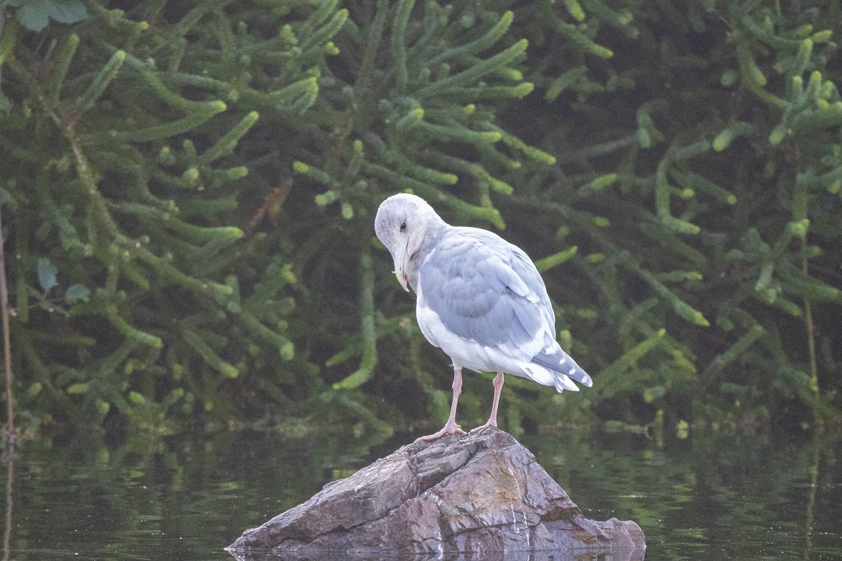 Glaucous-winged Gull - Kalpesh Krishna