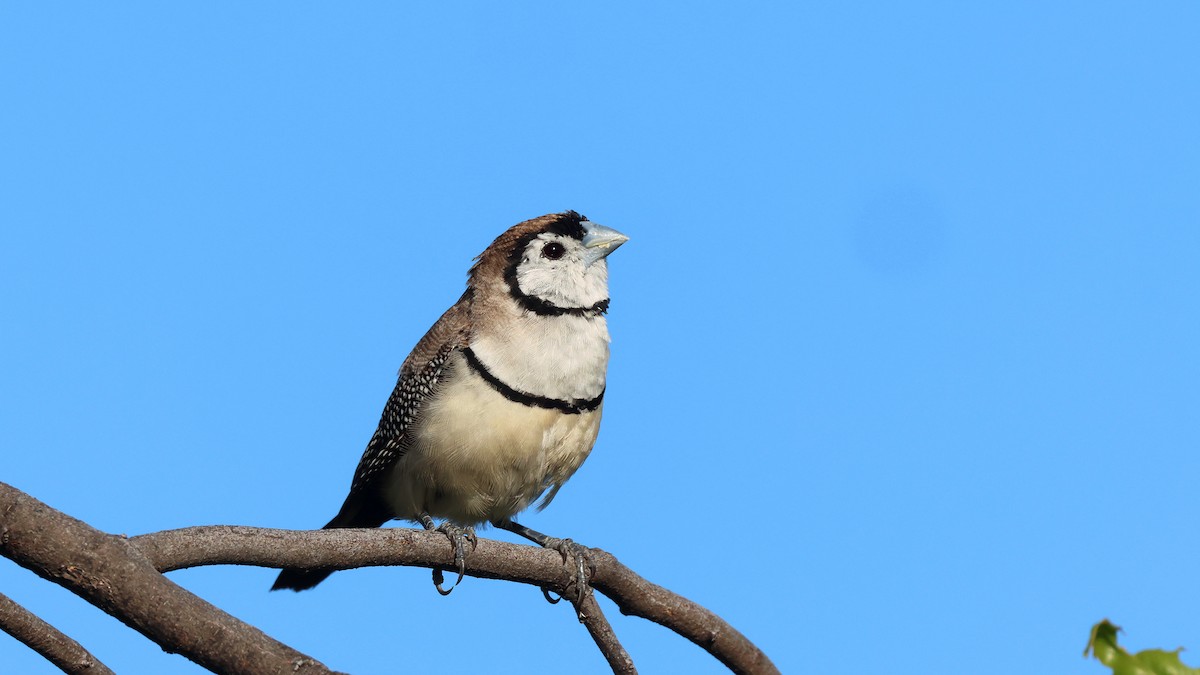 Double-barred Finch - Nick Thompson