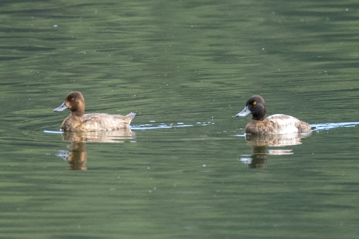 Greater Scaup - ML506998811