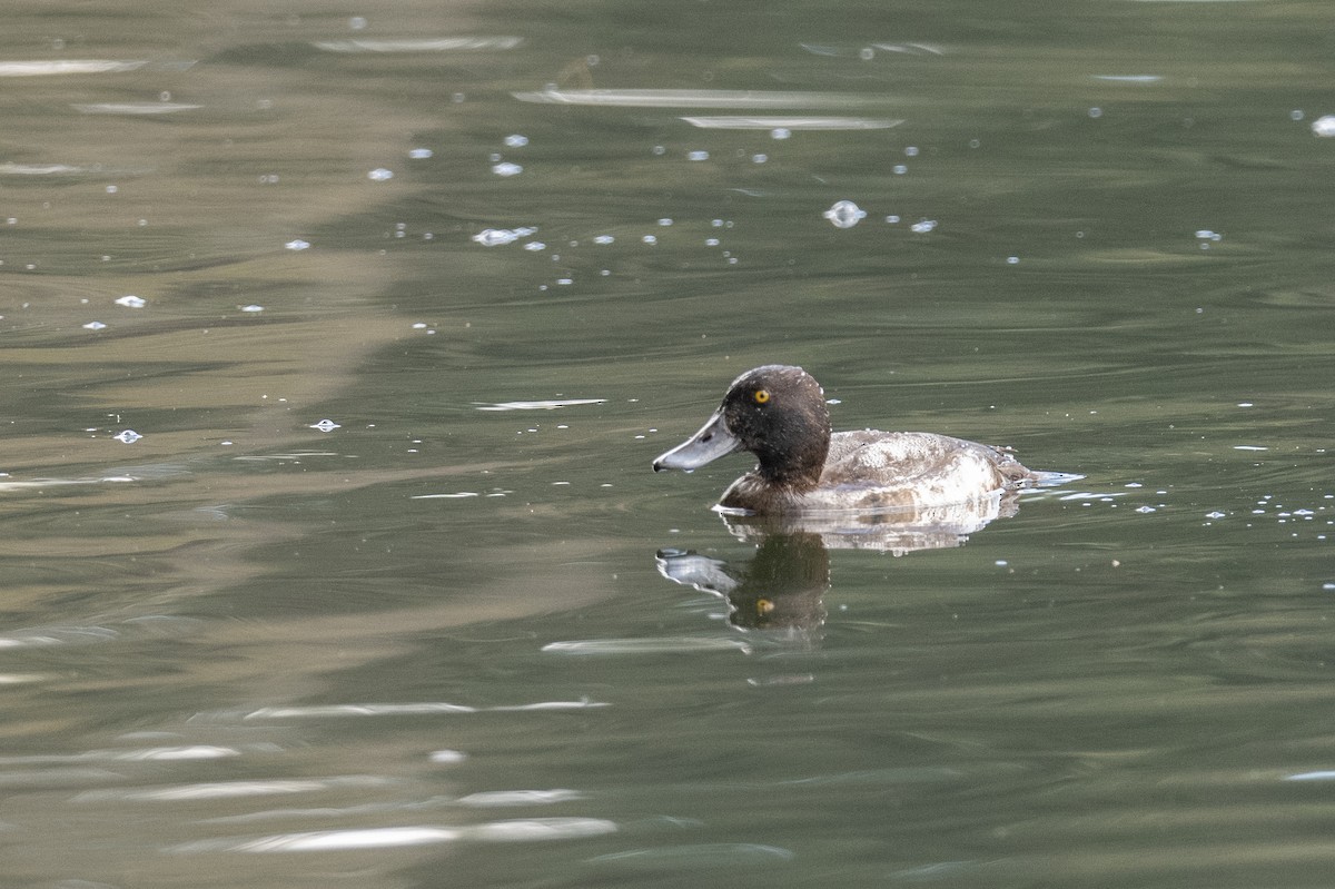 Greater Scaup - ML506998821