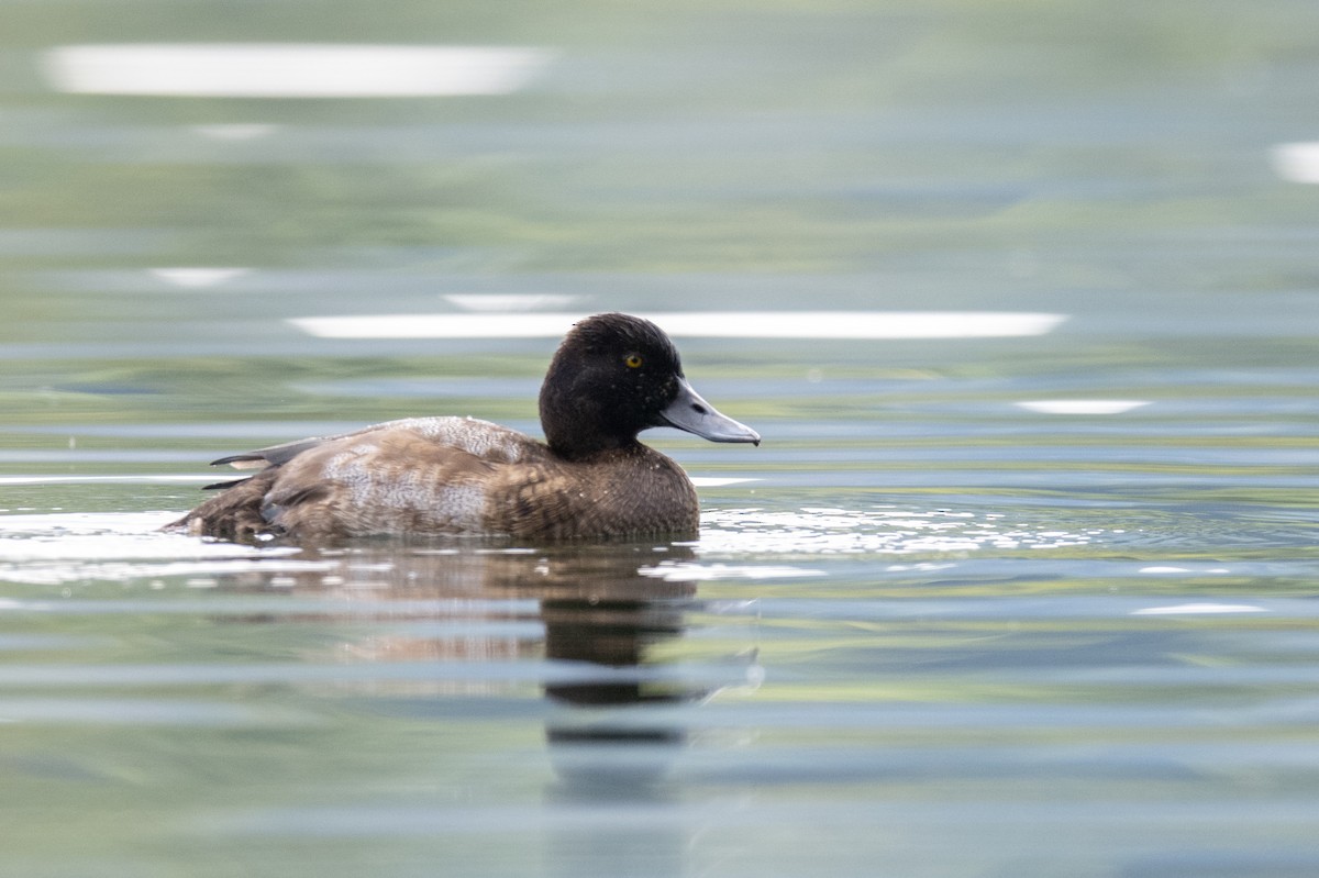 Greater Scaup - ML506998831