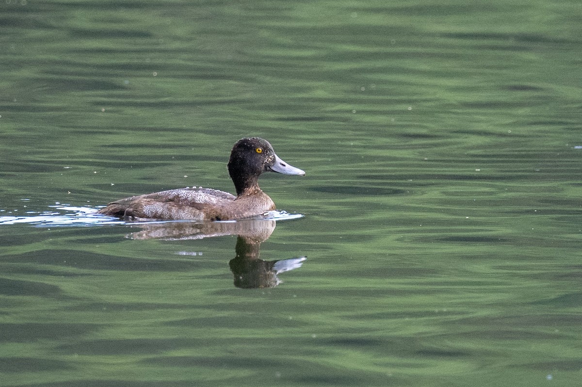 Greater Scaup - ML506998841