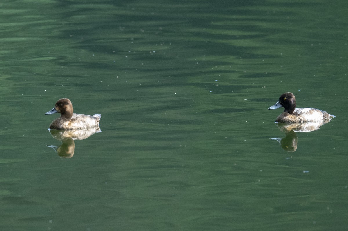 Greater Scaup - ML506998861