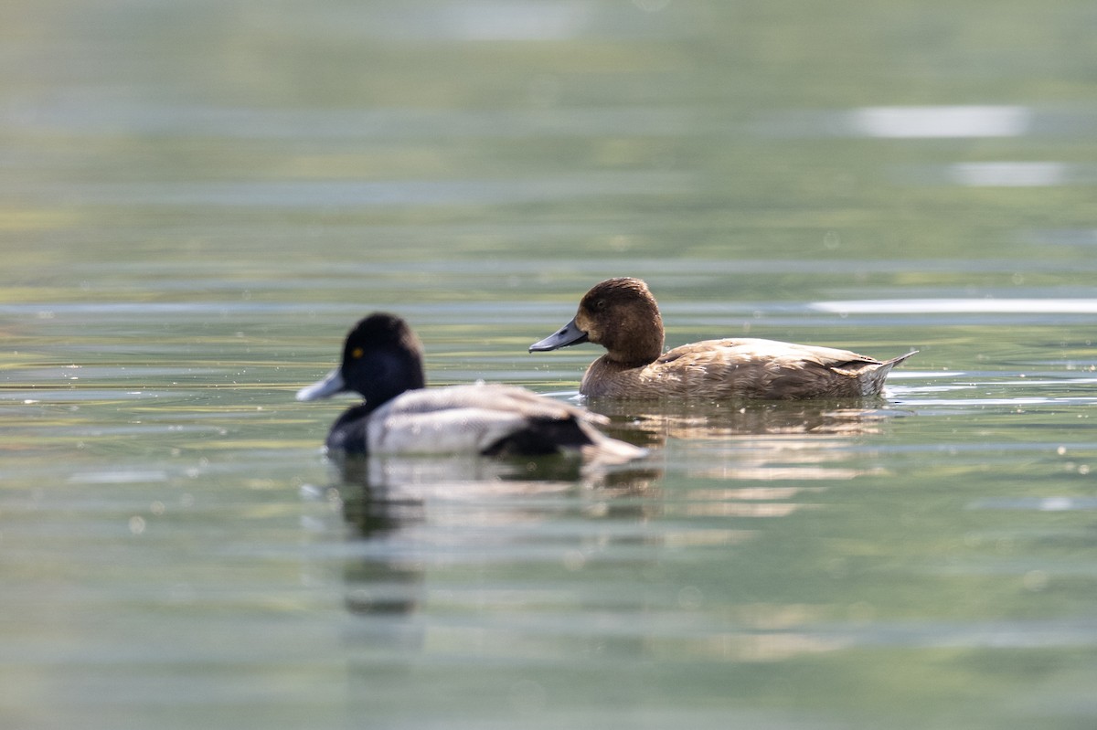 Greater Scaup - ML506998871