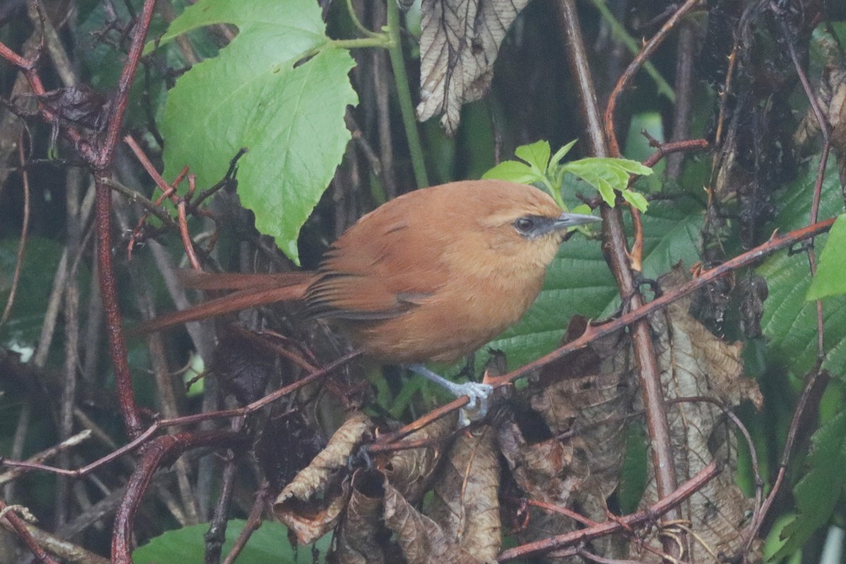 Rufous Spinetail (munoztebari) - ML507000461