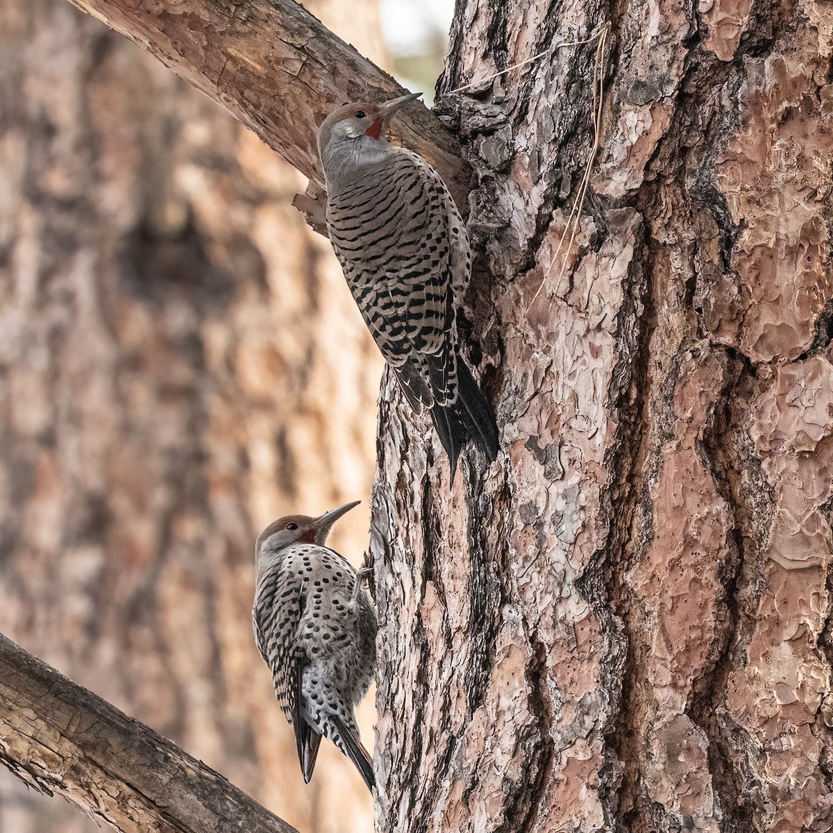 Northern Flicker - Bruce Kennedy