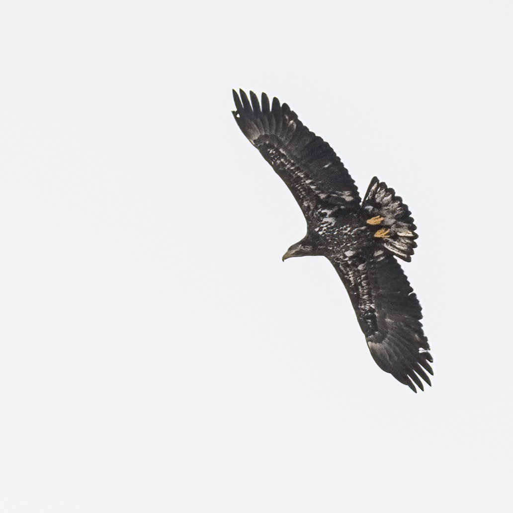 Bald Eagle - Bruce Kennedy