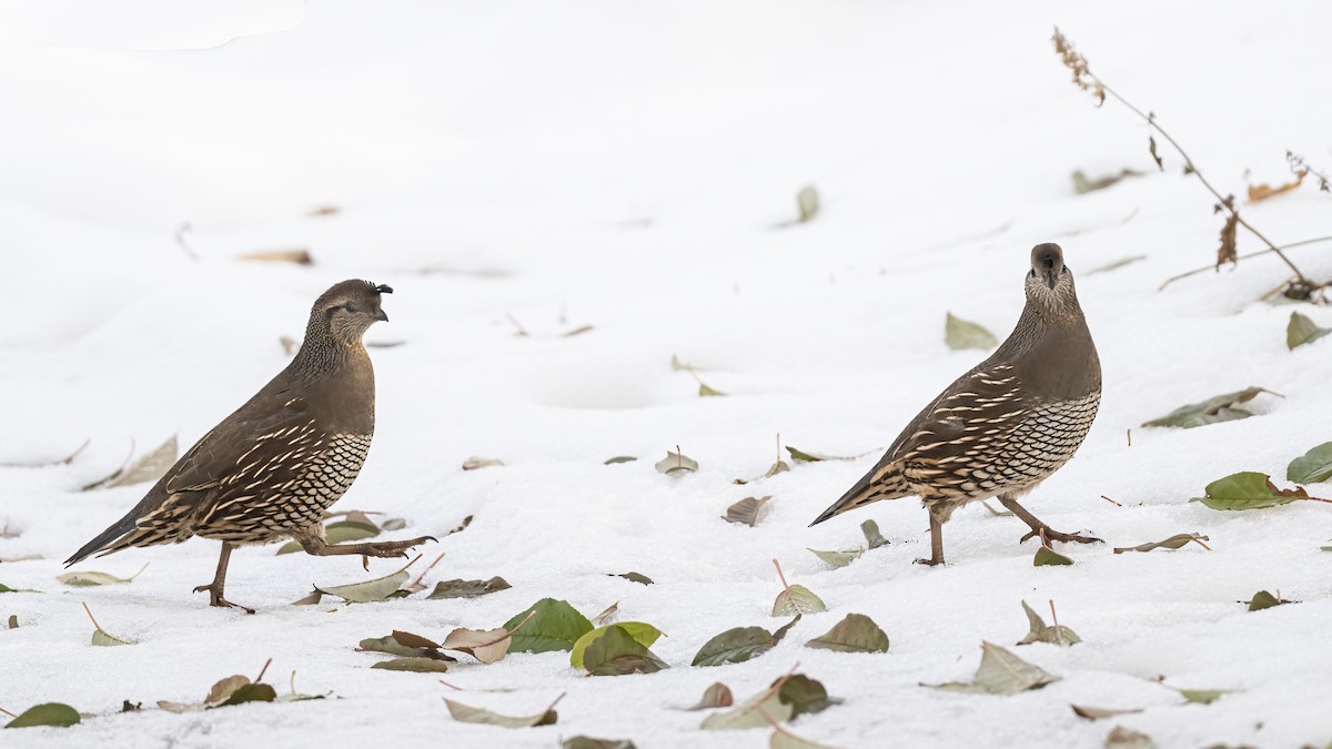 California Quail - ML507000691