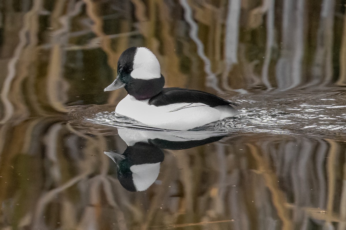 Bufflehead - ML507000771