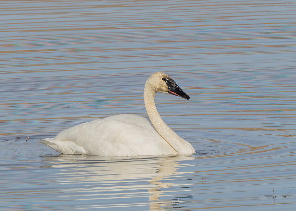 Trumpeter Swan - Verlee Sanburg