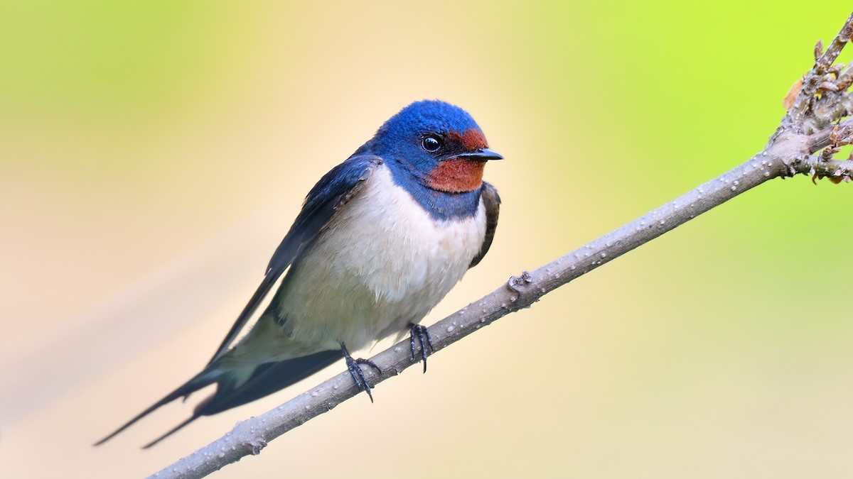 Barn Swallow - Kuzey Cem Kulaçoğlu
