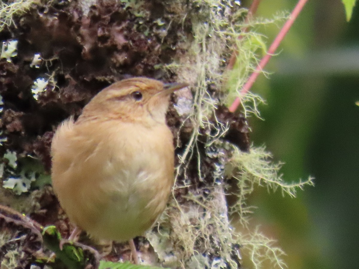 Grass Wren - Alan Shapiro