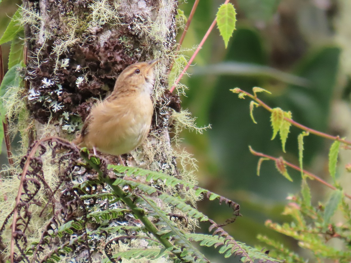 Grass Wren - Alan Shapiro