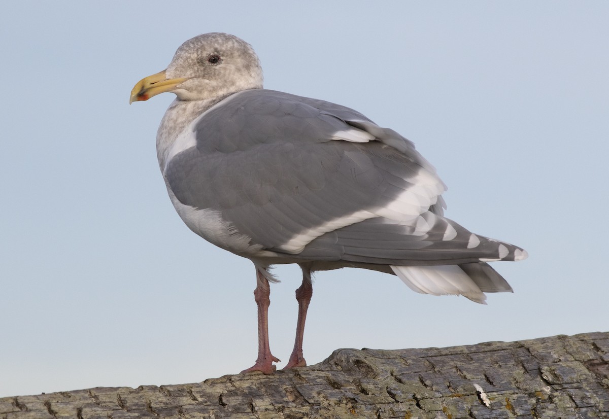 Glaucous-winged Gull - Alan Burger